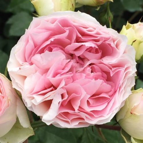 Rozenstruik - Webwinkel - nostalgische roos - wit - roze - Rosa Sophia Romantica ® - zacht geurende roos - Meilland International - -